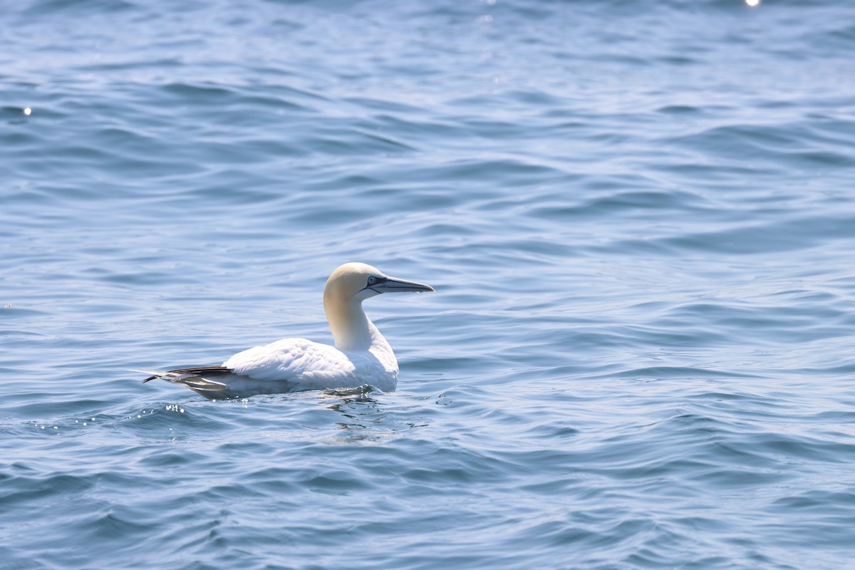 Alcatraz Atlántico - ML646657520