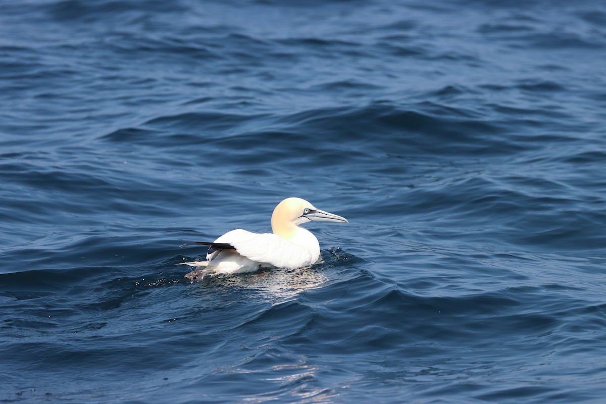 Alcatraz Atlántico - ML646657521