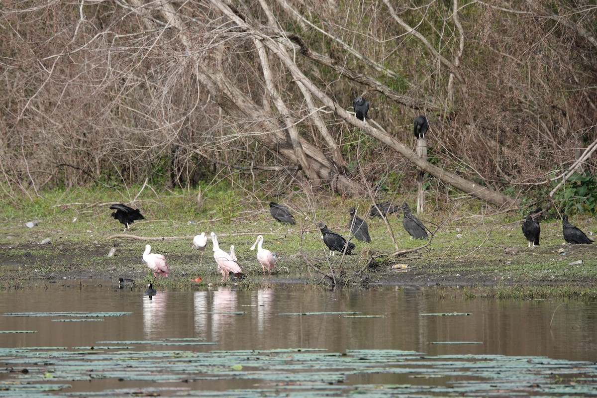 Roseate Spoonbill - ML646657522