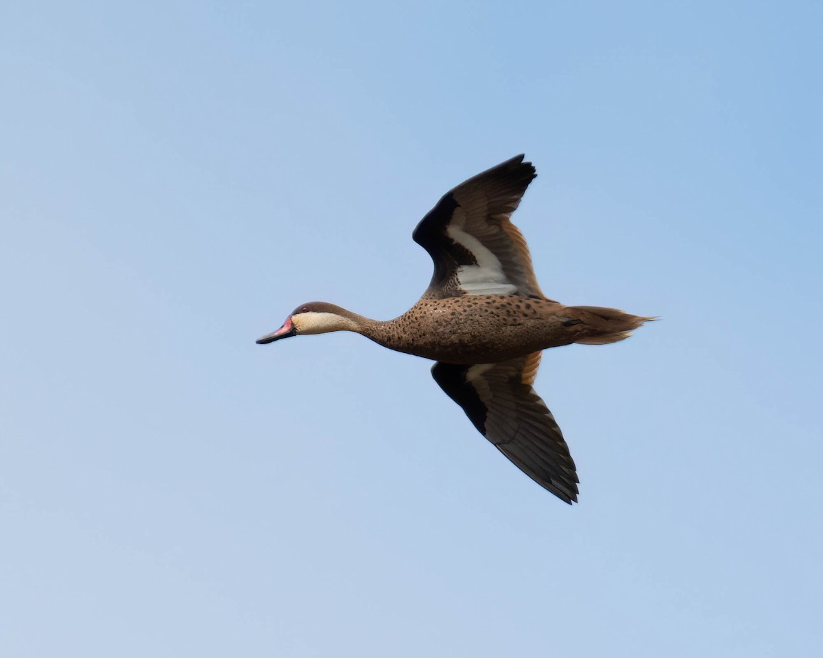 Ánade Gargantillo - ML646657523