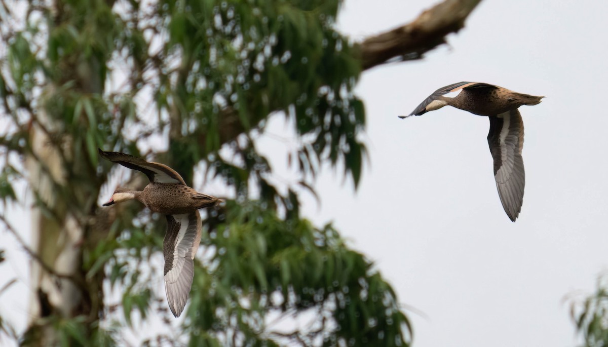 Ánade Gargantillo - ML646657524