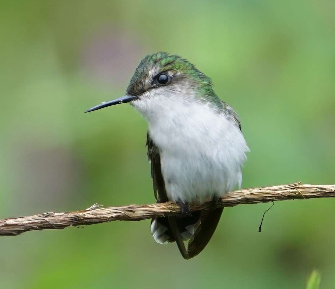Colibrí Coroniblanco - ML646657525