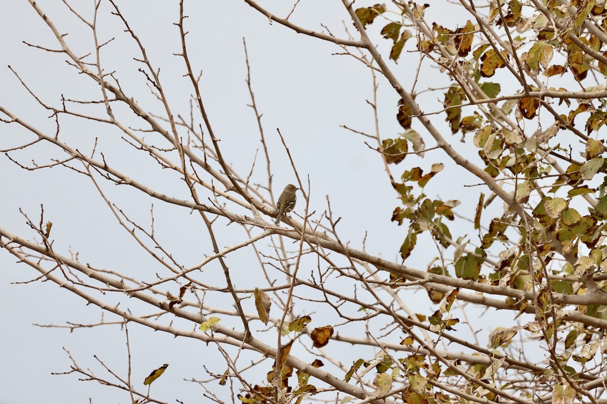 Pinzón Vulgar - ML646657527