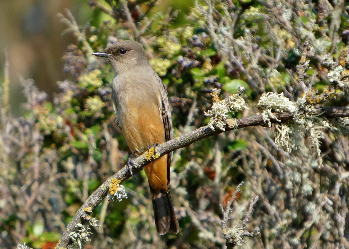 Say's Phoebe - ML646657529