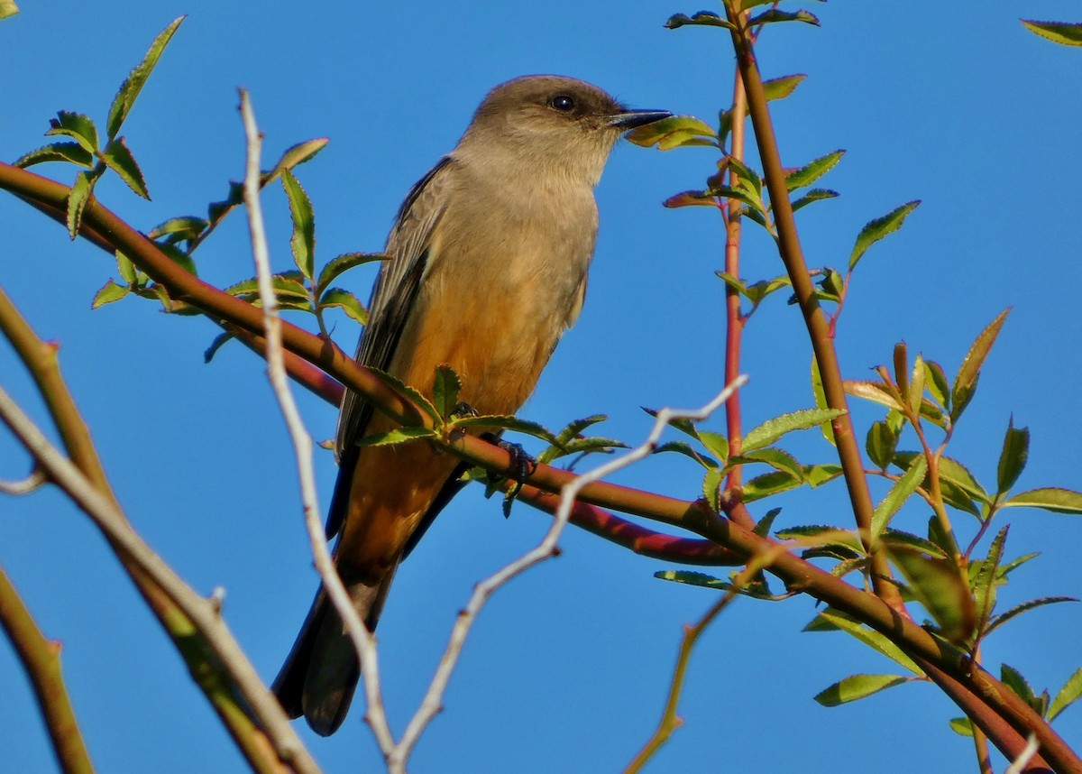 Say's Phoebe - ML646657530