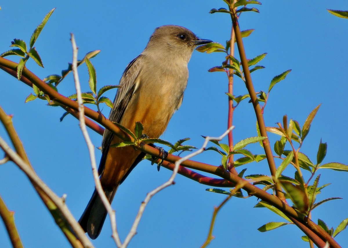 Say's Phoebe - ML646657531