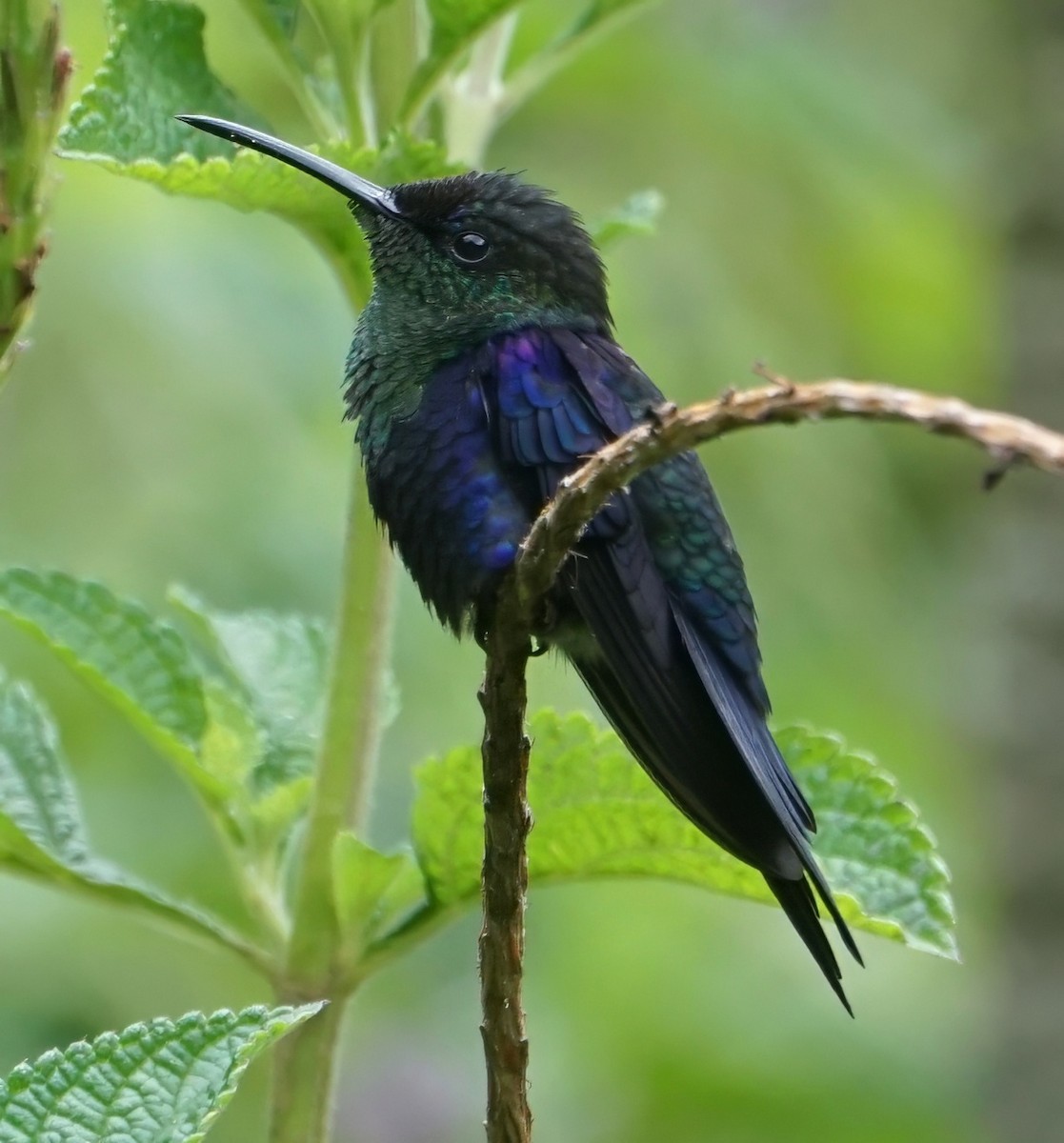 Zafiro Coronado - ML646657533