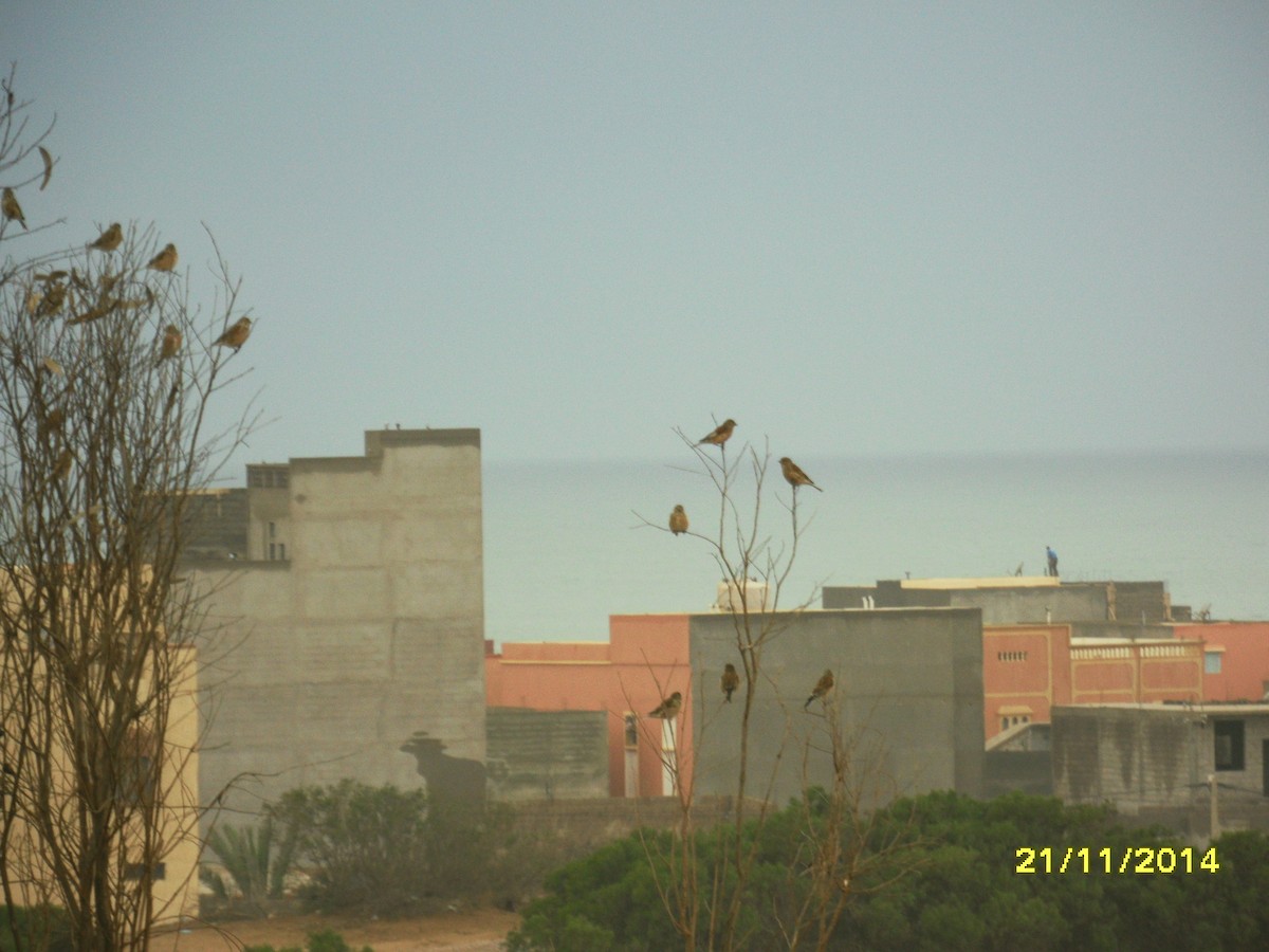 Pardillo Común - ML646657534