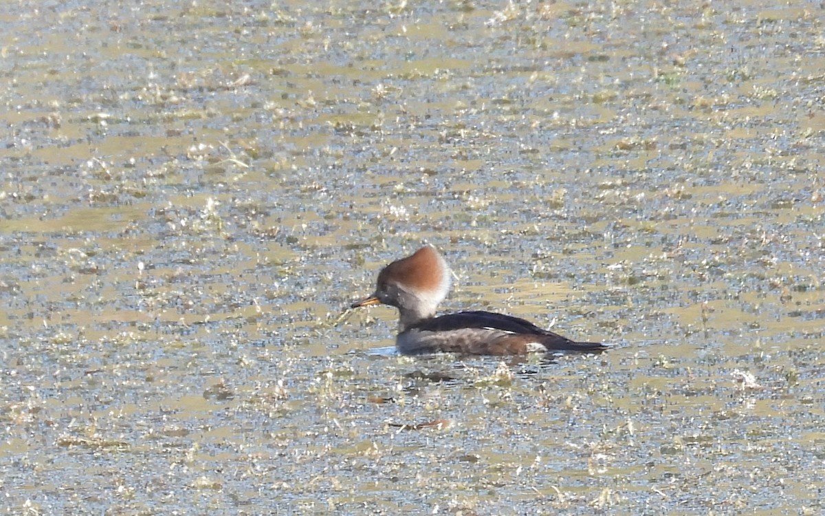 Hooded Merganser - ML646657535