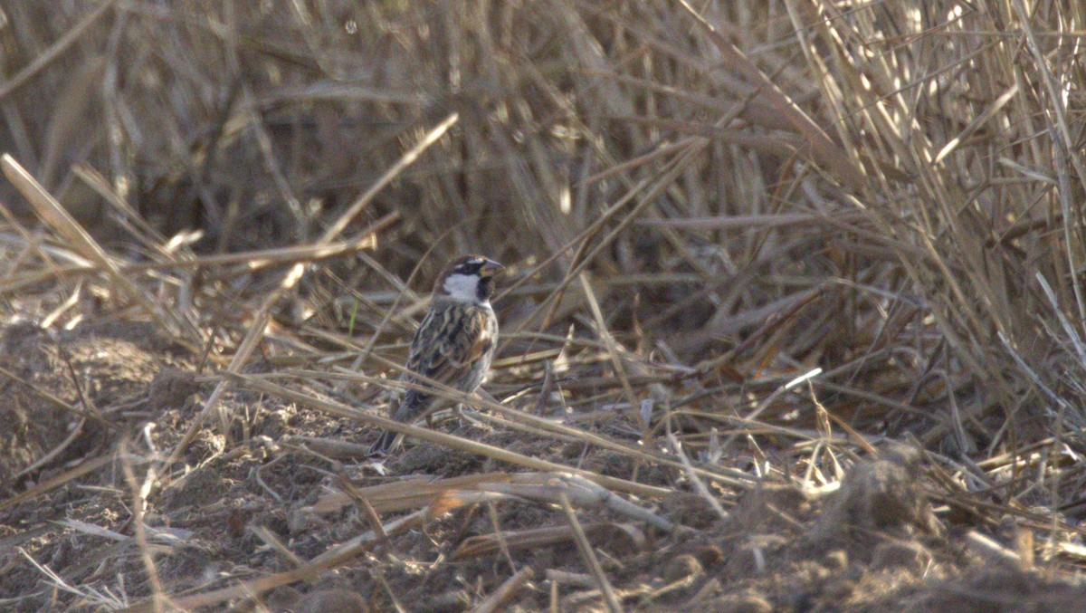 Spanish Sparrow - ML646657536