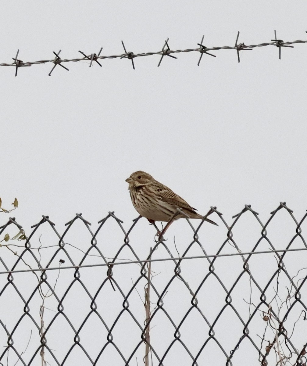 Escribano Triguero - ML646657537