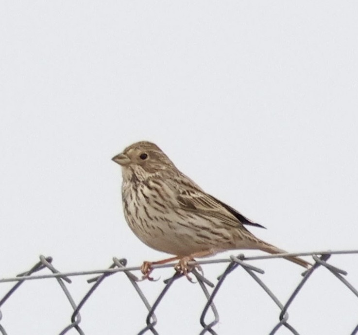 Escribano Triguero - ML646657538