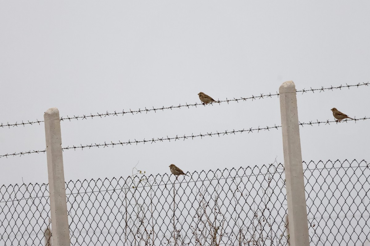 Escribano Triguero - ML646657539