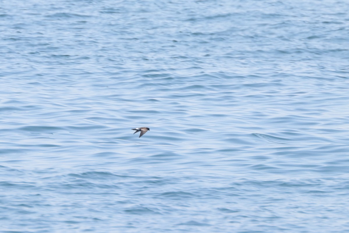 buřníček žlutonohý - ML646657540