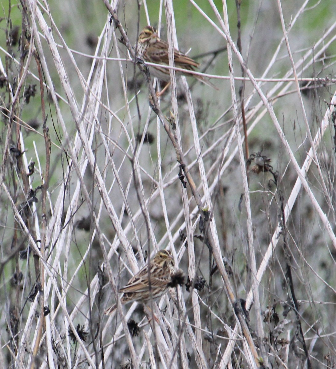 Пасовник савановий - ML646657543