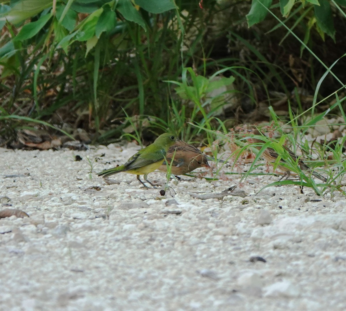 Painted Bunting - ML646657546