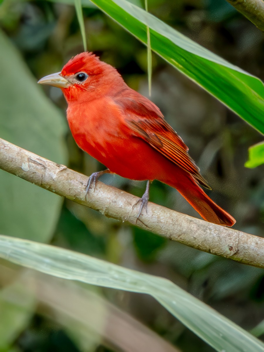 Summer Tanager - ML646657549