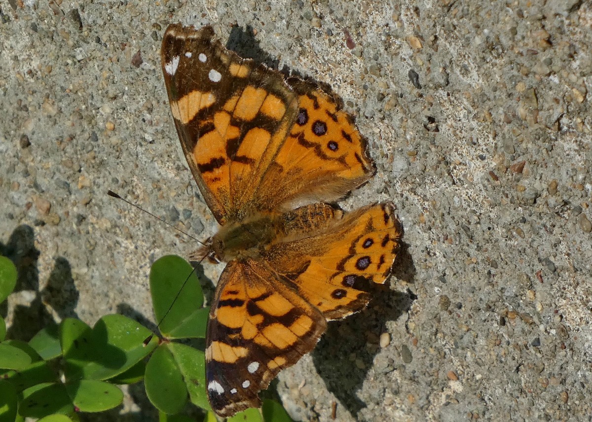 West Coast Lady - ML646657557