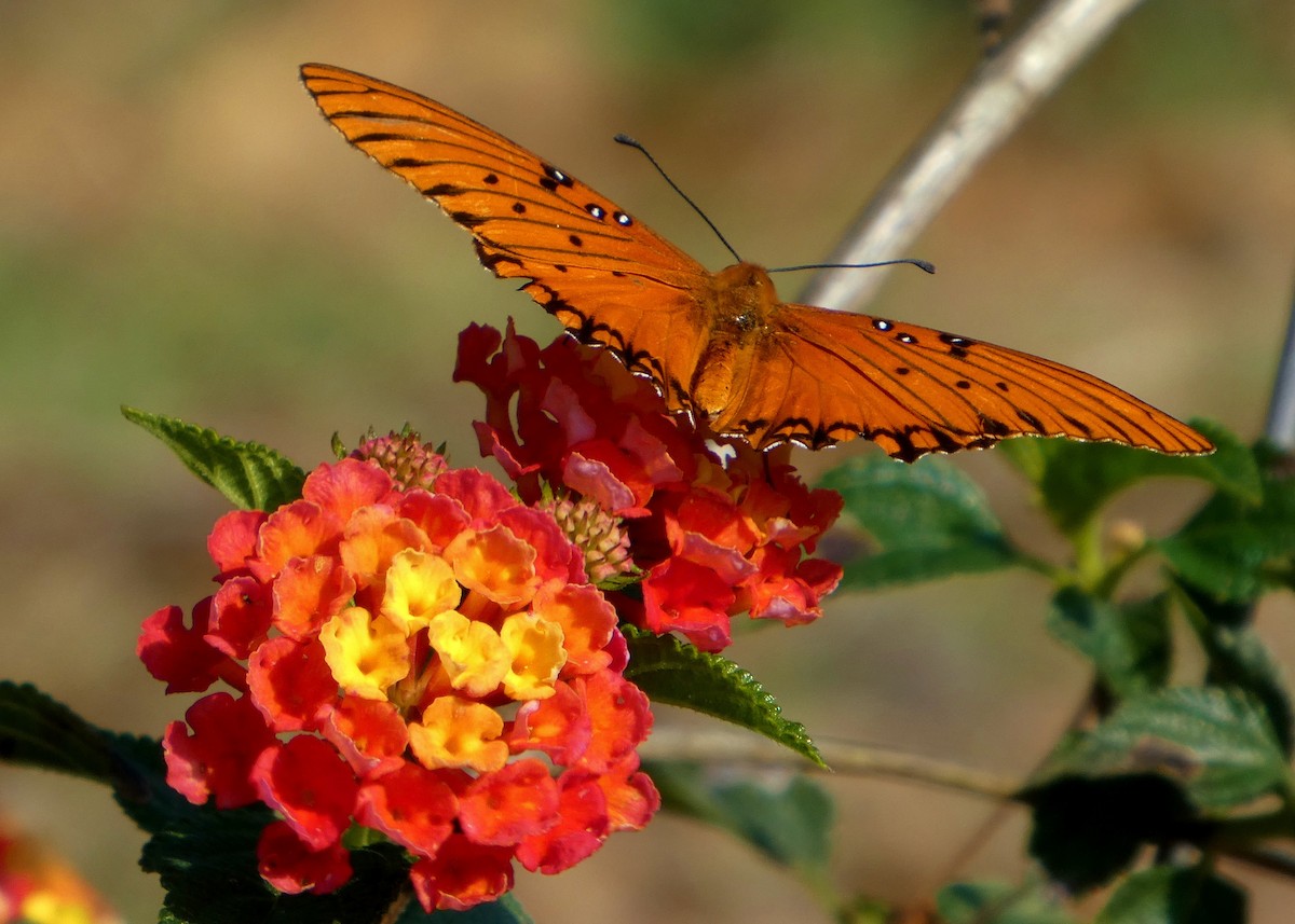 Gulf Fritillary - ML646657559