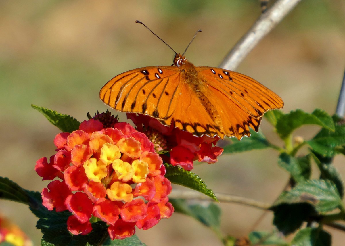 Gulf Fritillary - ML646657560