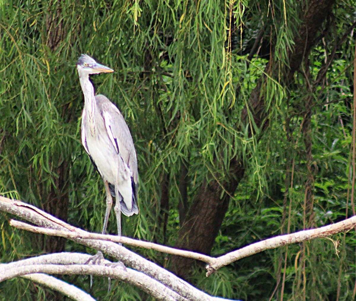 Чапля-кокої - ML646657561