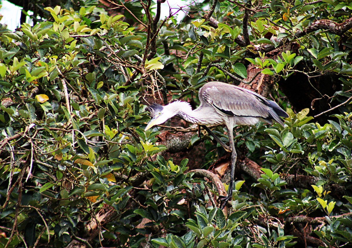 Чапля-кокої - ML646657562