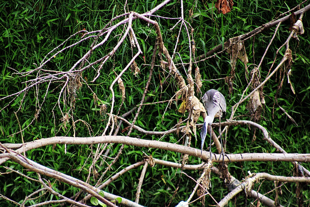 Чапля-кокої - ML646657563