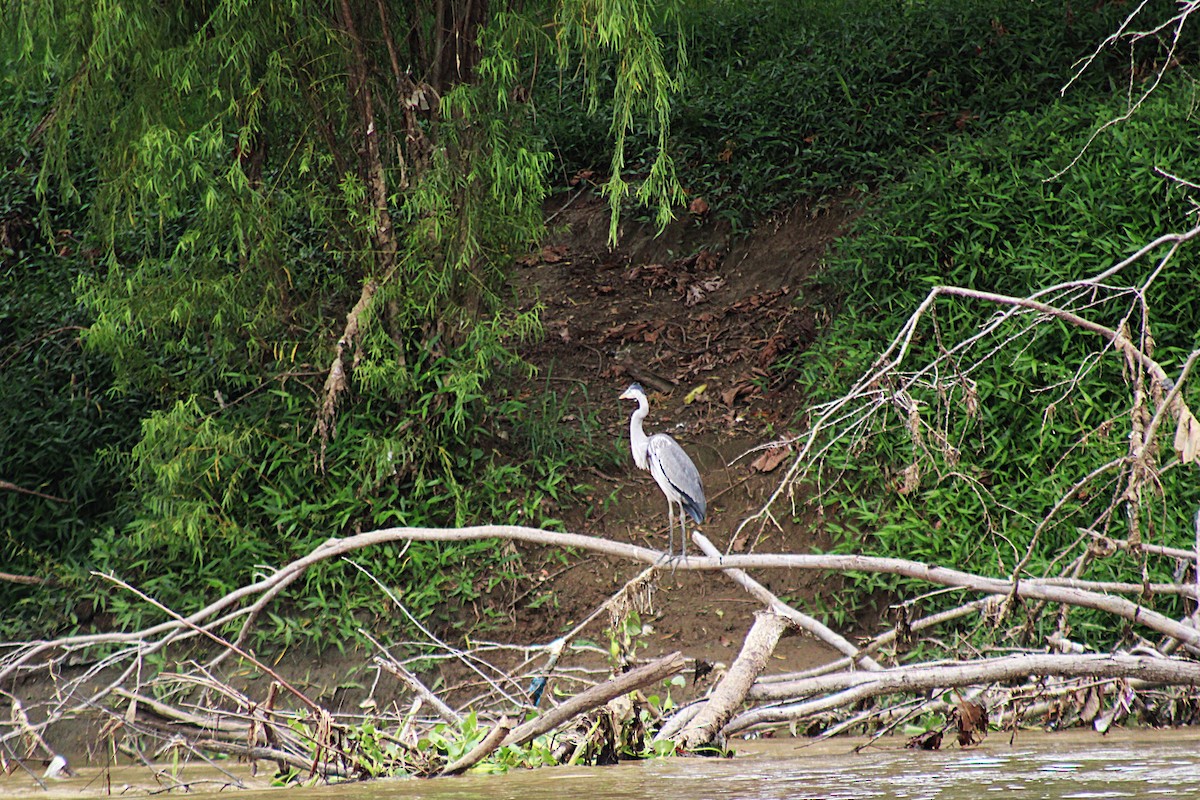 Чапля-кокої - ML646657564