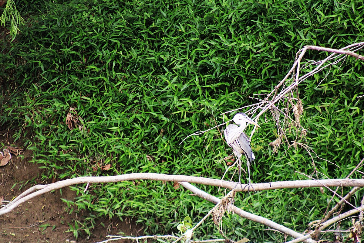 Чапля-кокої - ML646657565