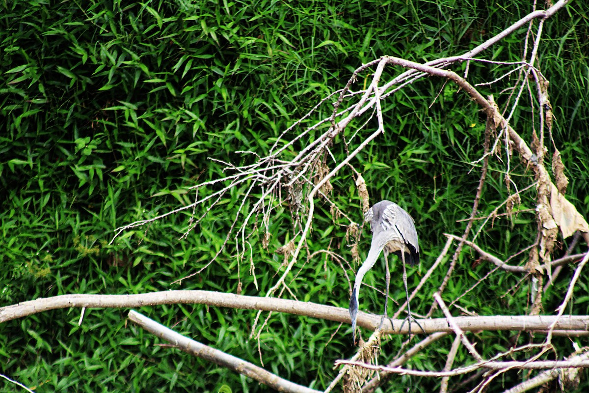 Чапля-кокої - ML646657566