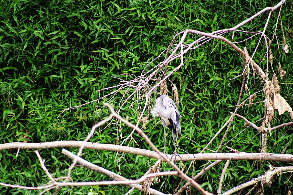 Чапля-кокої - ML646657567