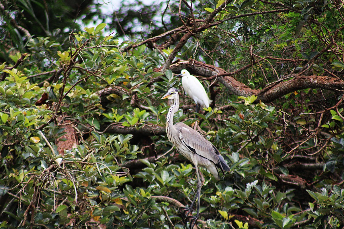 Чапля-кокої - ML646657568