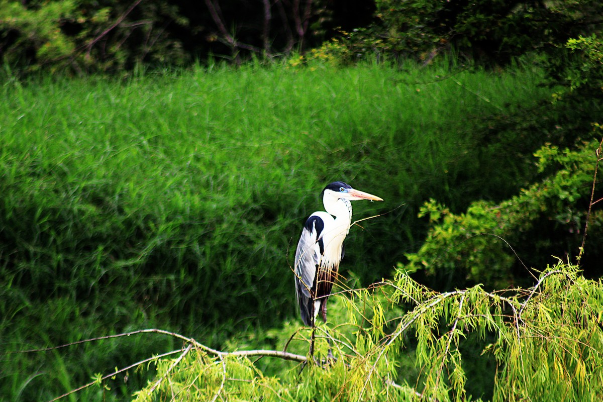 Чапля-кокої - ML646657569