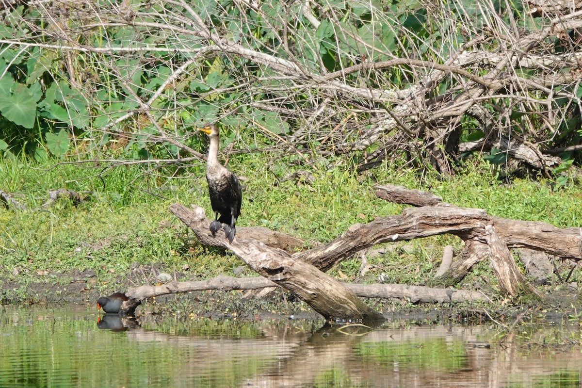Amerika Yılanboyunu - ML646657579
