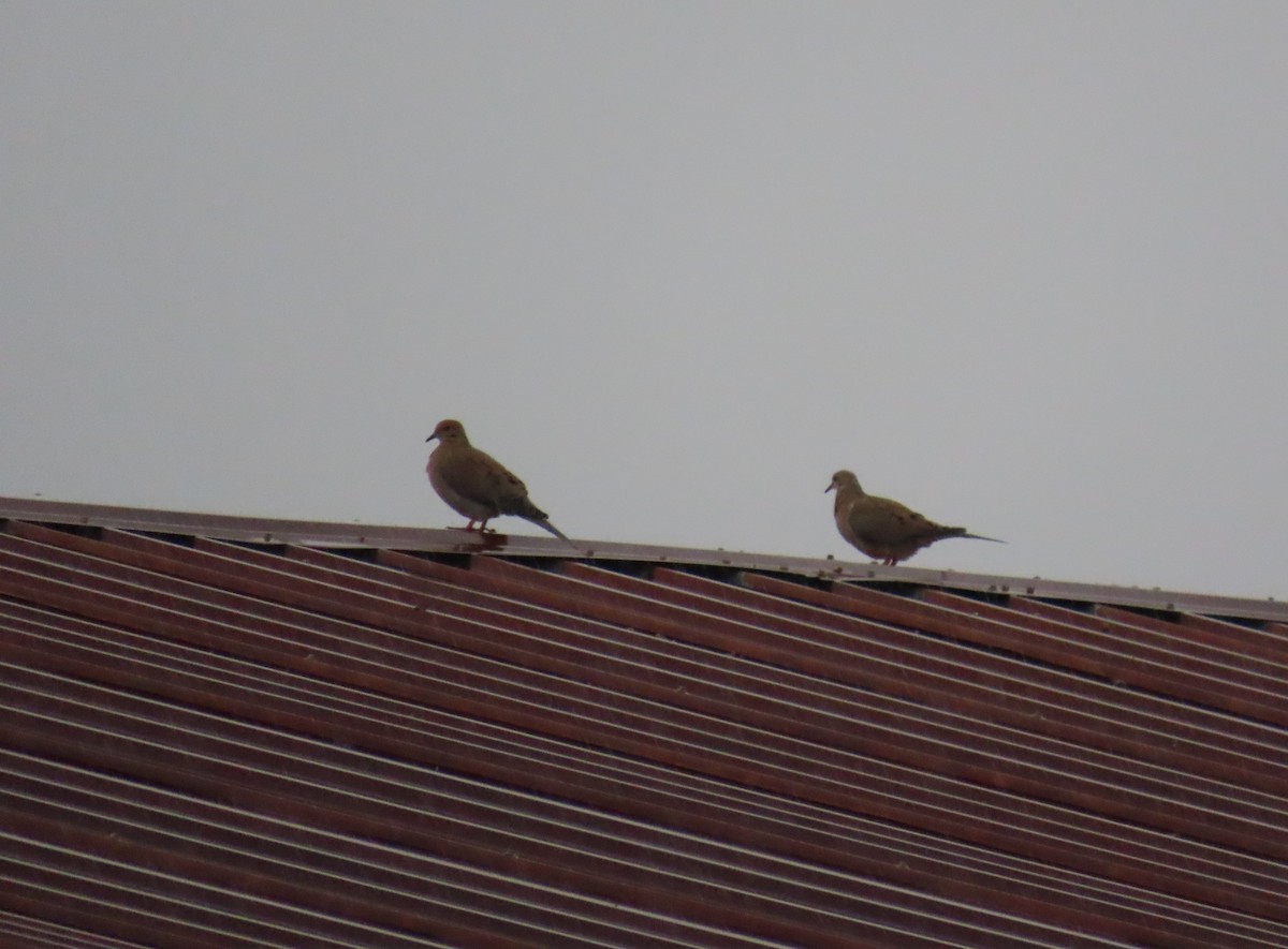 Zenaida arrunta - ML646657588