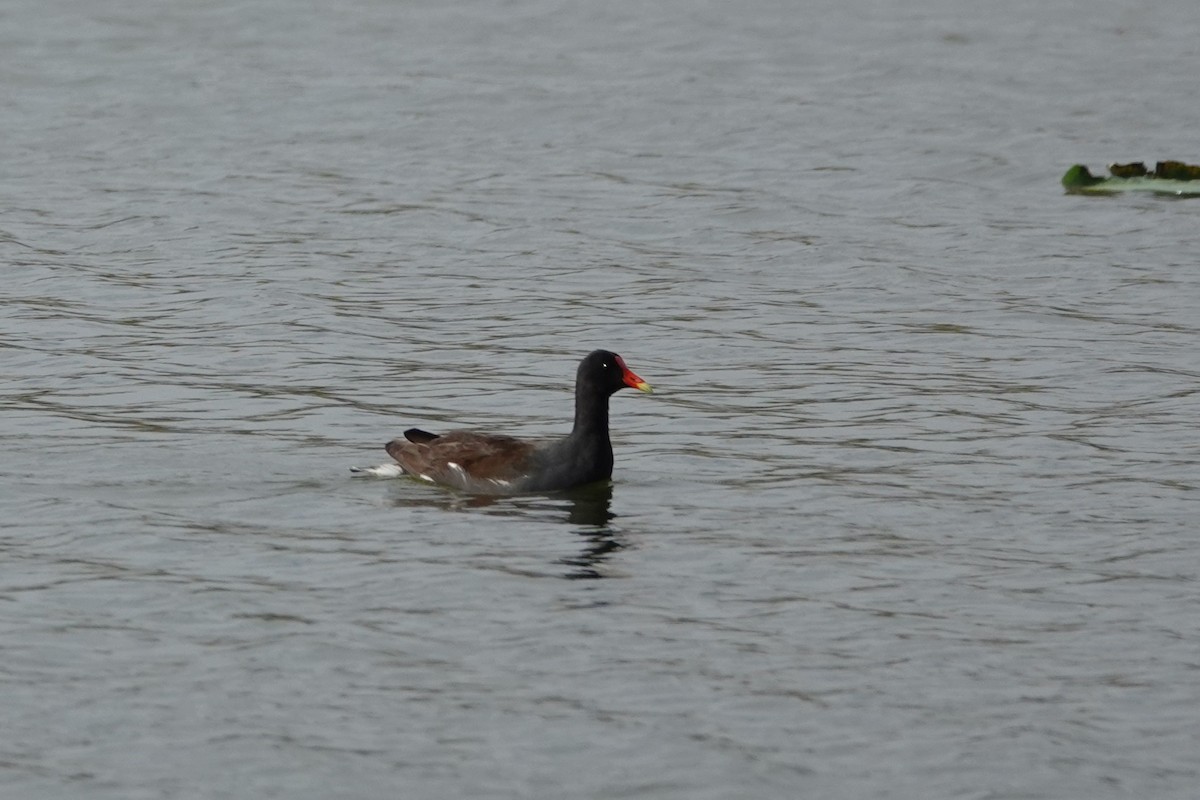 Amerika Sutavuğu - ML646657594