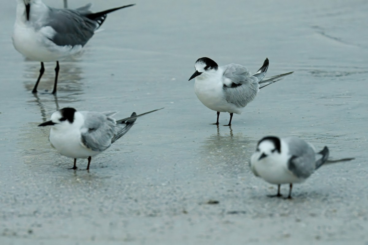 Common Tern - ML646657596