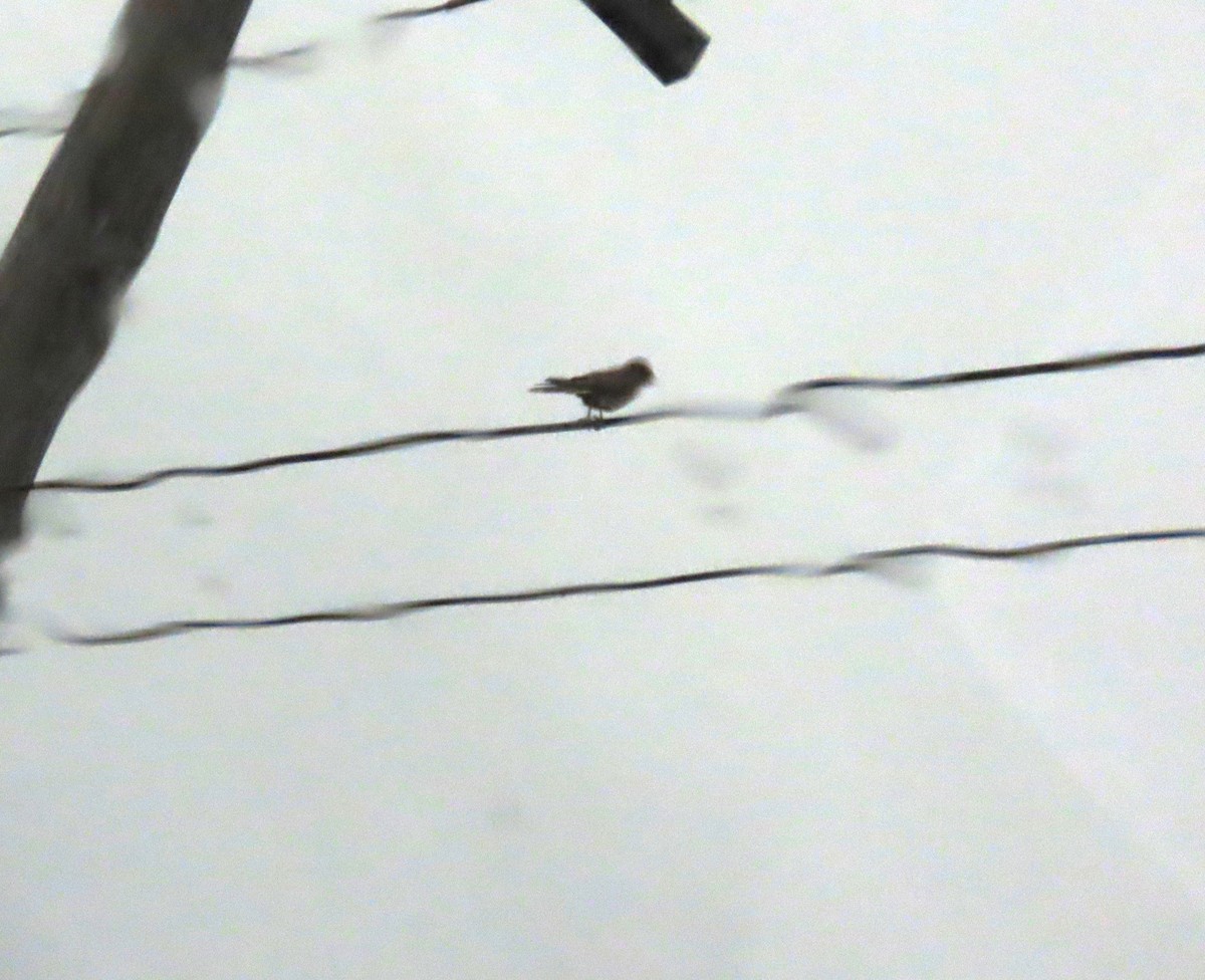 Belatz amerikarra - ML646657600