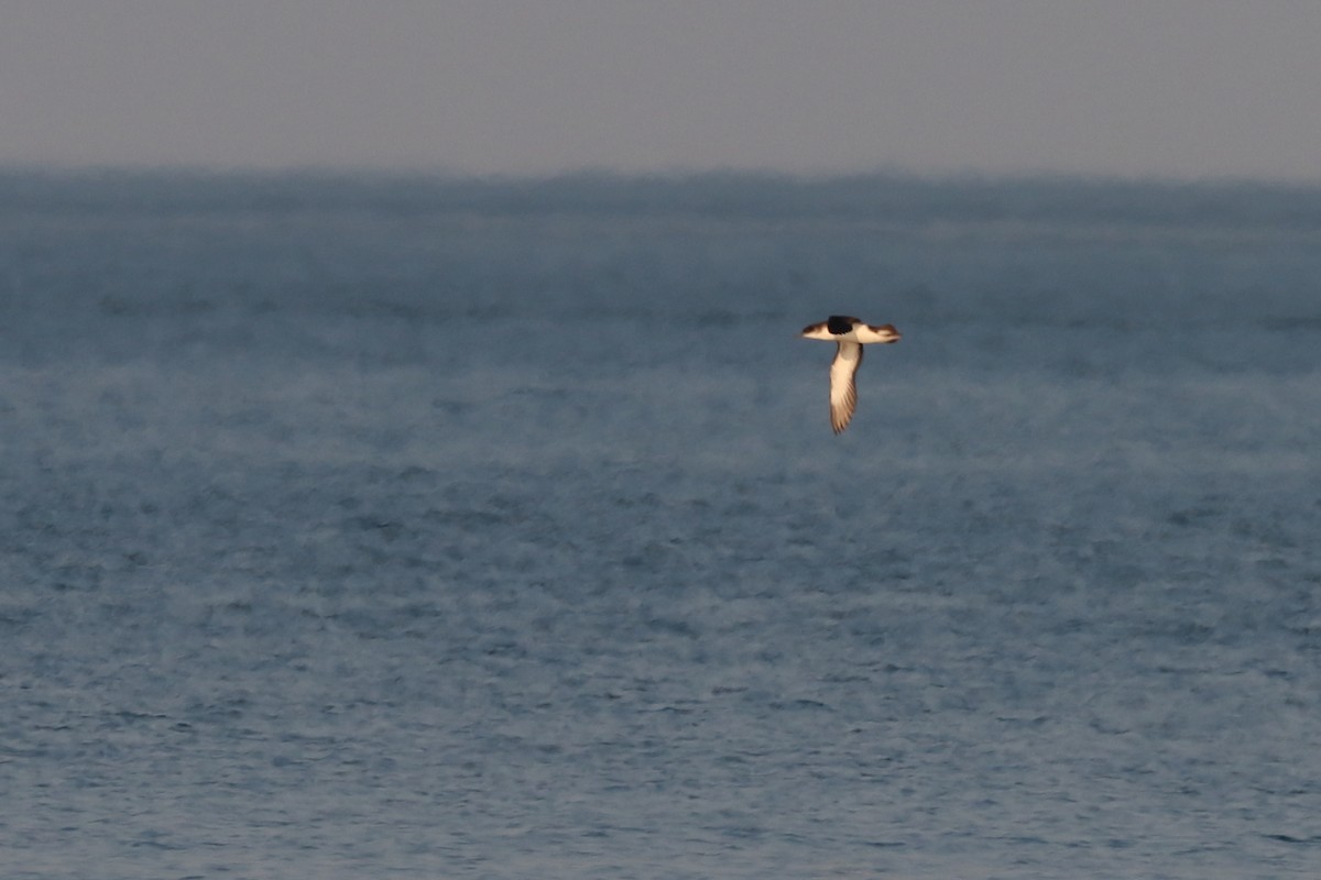 マンクスミズナギドリ - ML646657602