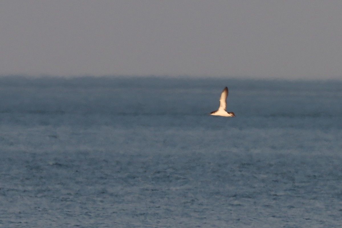 マンクスミズナギドリ - ML646657603