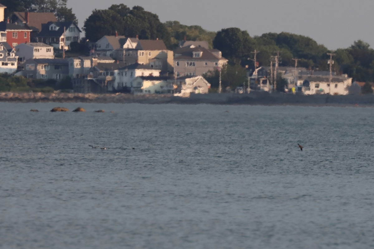 マンクスミズナギドリ - ML646657605