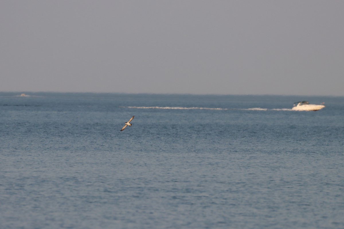 マンクスミズナギドリ - ML646657606