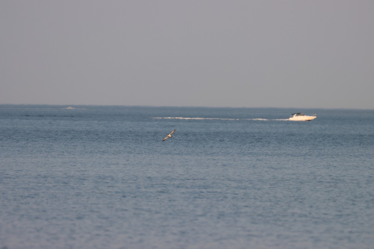 マンクスミズナギドリ - ML646657607