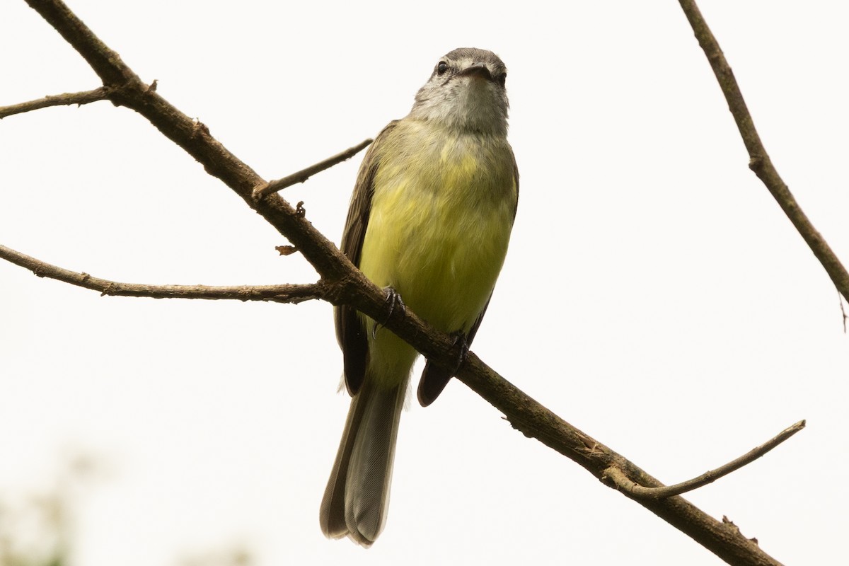 Sooty-headed Tyrannulet - ML646657609