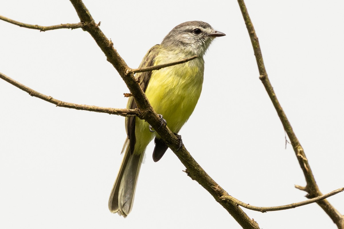 Sooty-headed Tyrannulet - ML646657610