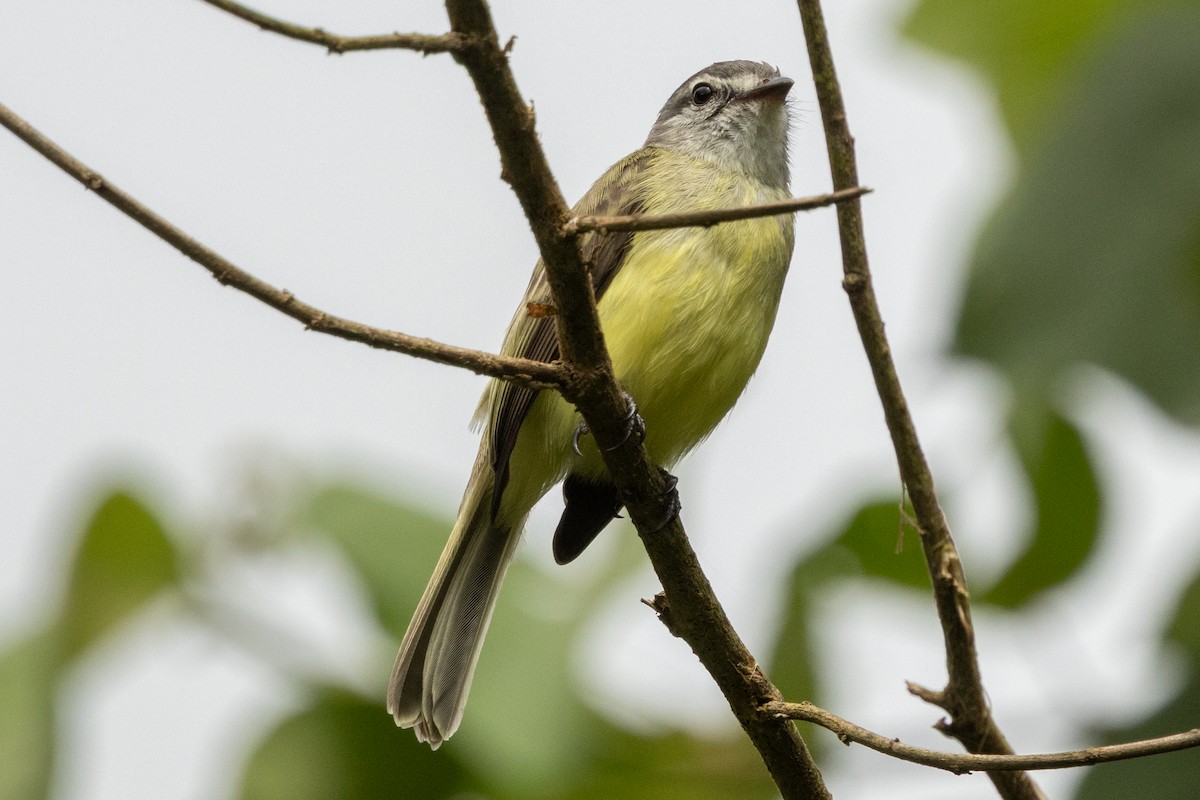 Sooty-headed Tyrannulet - ML646657611