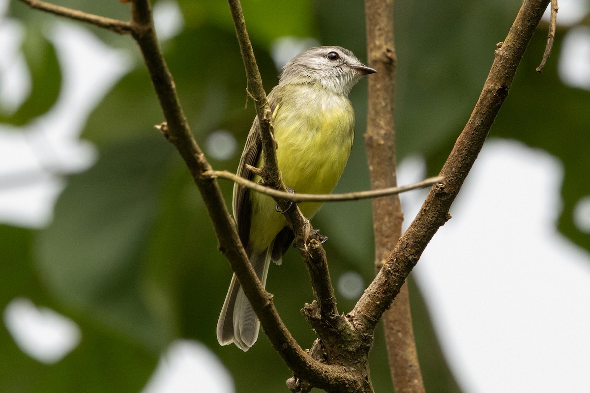 Sooty-headed Tyrannulet - ML646657612