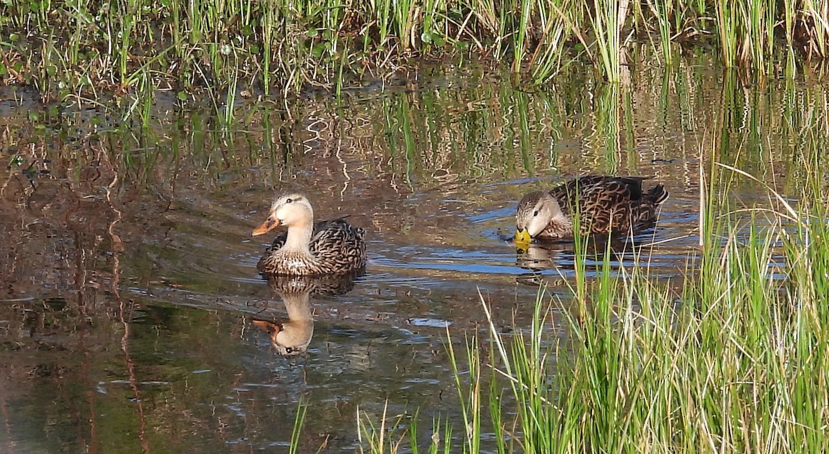 Mottled Duck - ML646657617