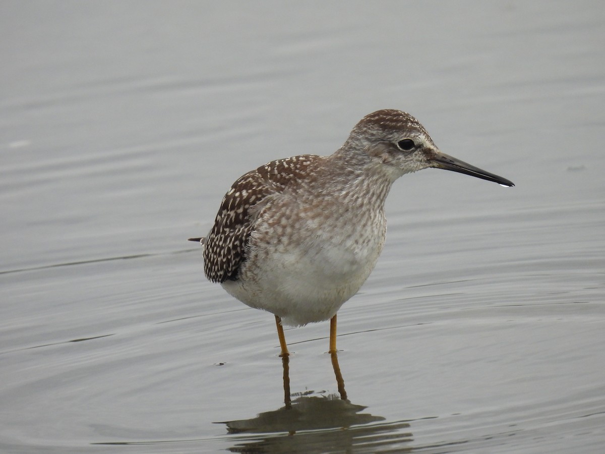 Lesser Yellowlegs - ML646657618