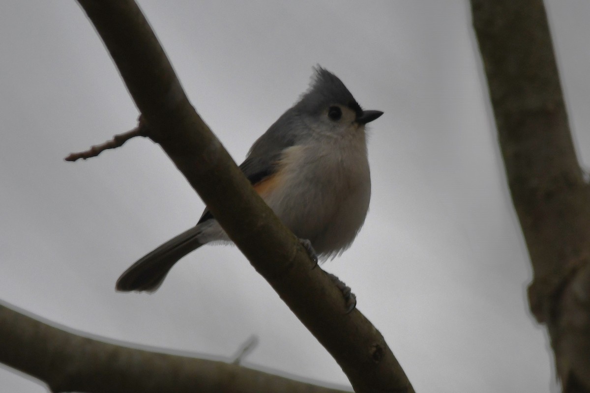 Tufted Titmouse - ML646657632
